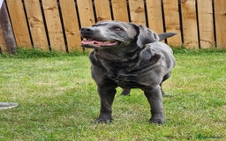 Labrador Retriever dogs for sale: Health Tested KC Registered Labradors - Image 5