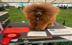 Cavapoo dogs for sale: TOY CAVAPOO DNA TESTED PARENTS AND GRANDPARENTS  - Image 27