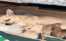 Chihuahua dogs for sale: Beautiful Chihuahua Boys - Image 13