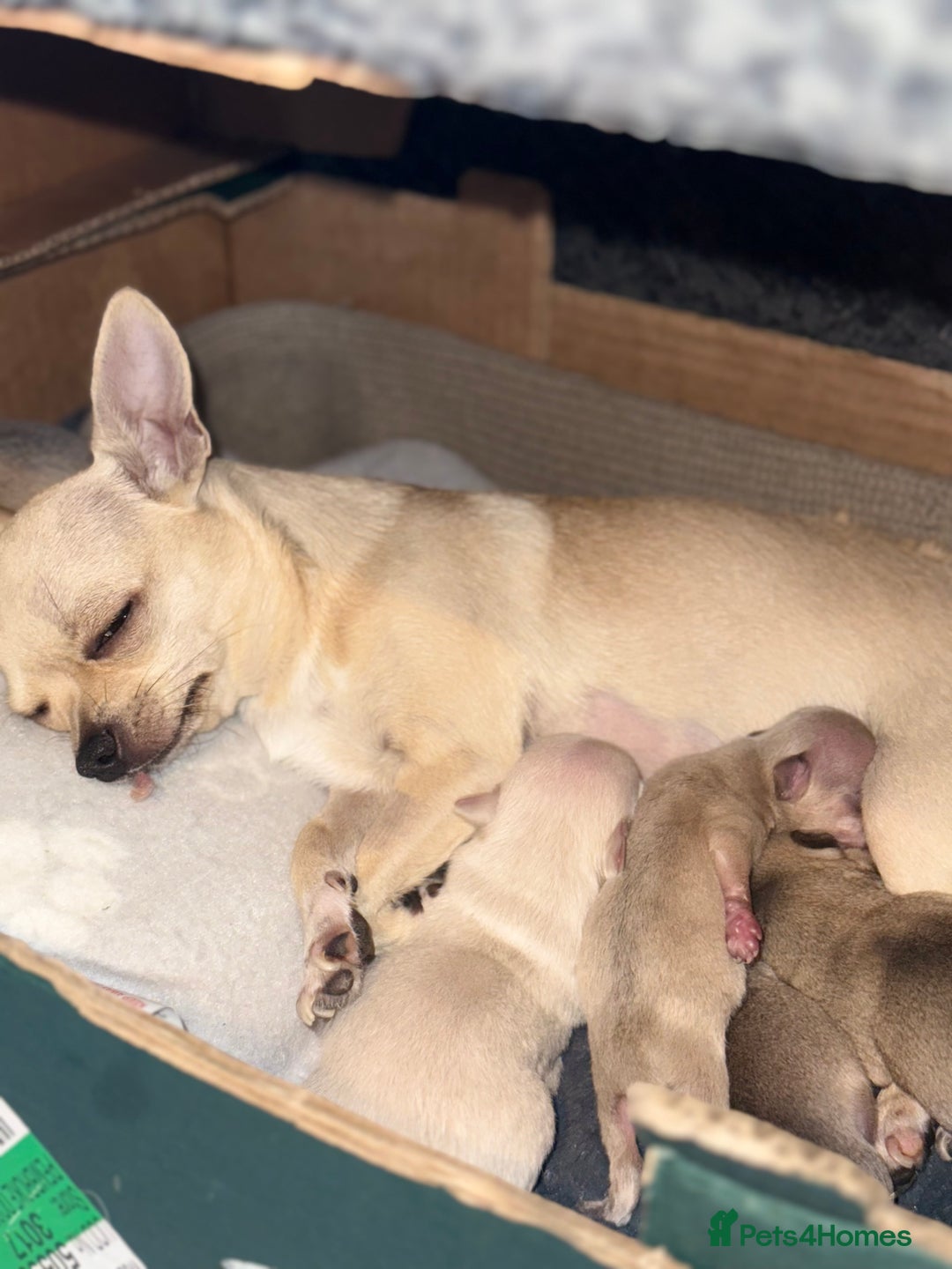 Chihuahua dogs for sale: Beautiful Chihuahua Boys - Image 13
