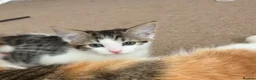 Mixed Breed cats for sale: Kittens for sale  - Advert 6