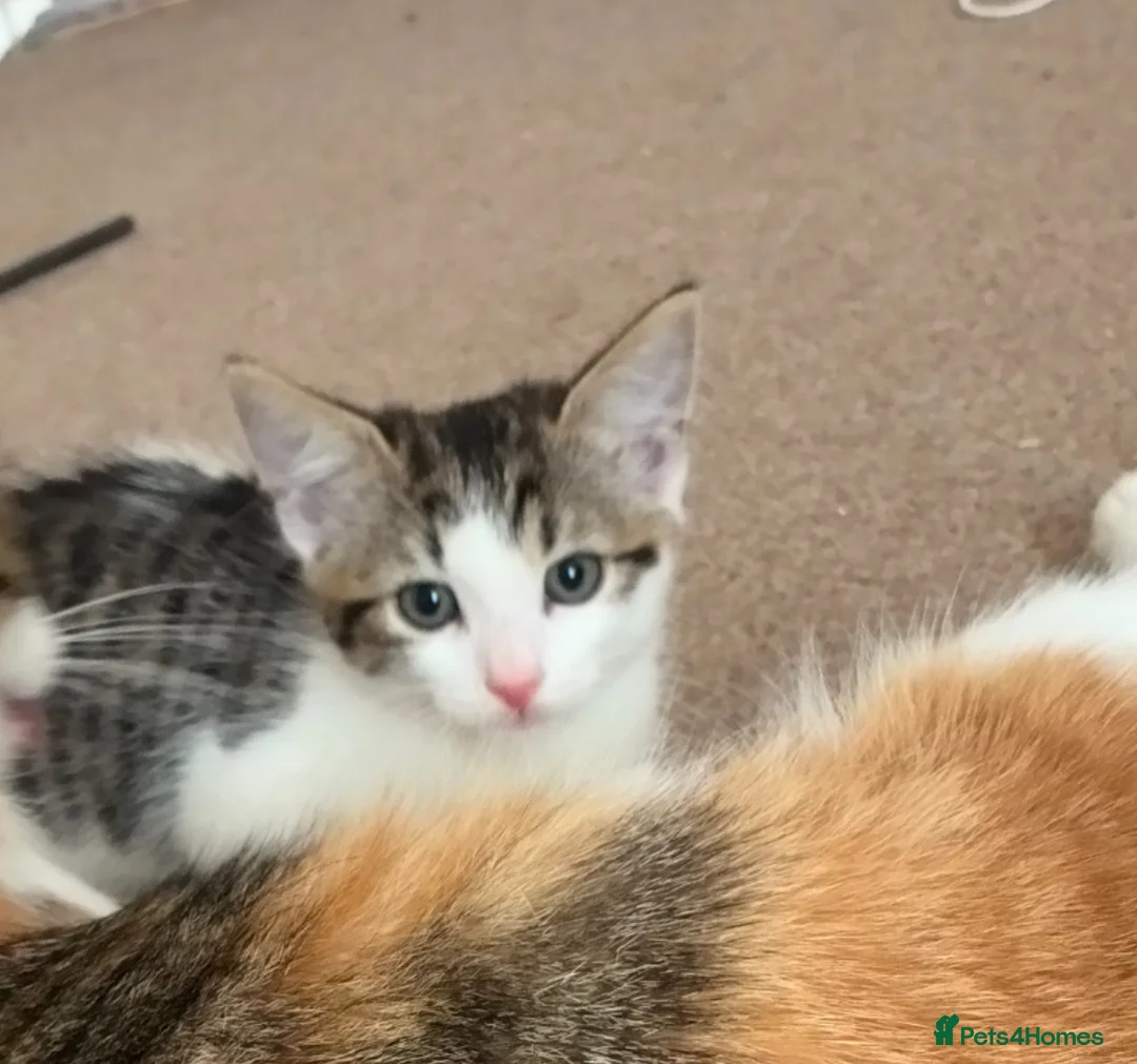 Mixed Breed cats for sale: Kittens for sale  - Advert 6