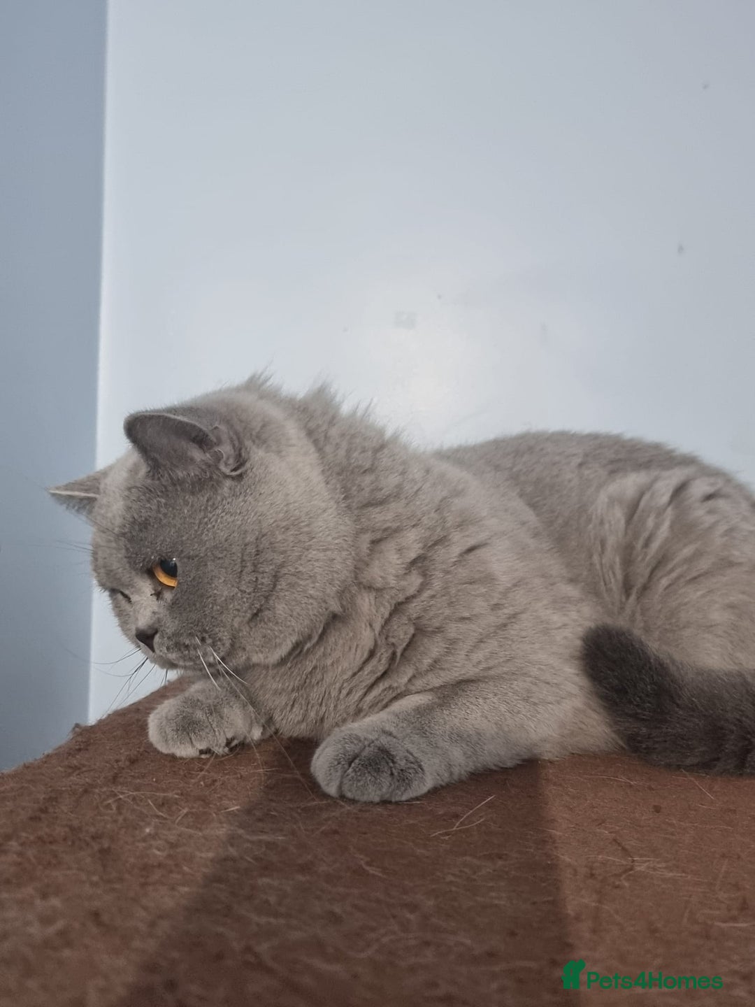 British Shorthair cats for sale: Lilac Blue Female British Shorthair GCCF Pedigree - Advert 19