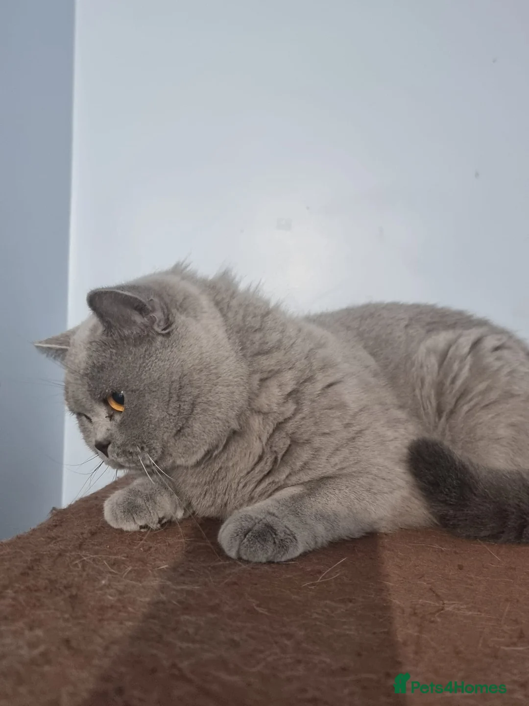 British Shorthair cats for sale: Lilac Blue Female British Shorthair GCCF Pedigree - Advert 19