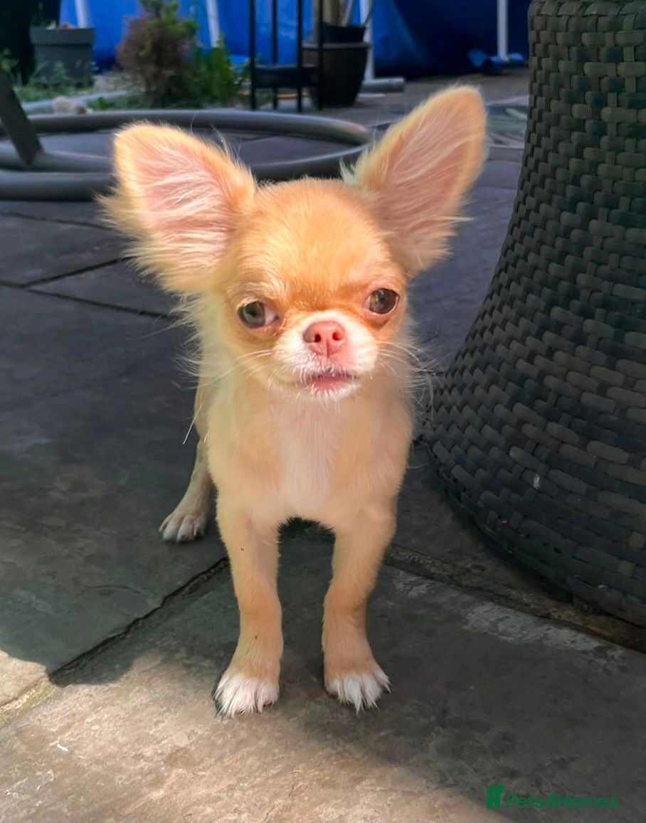 Chihuahua dogs Two quality boys long hair  - Advert 1