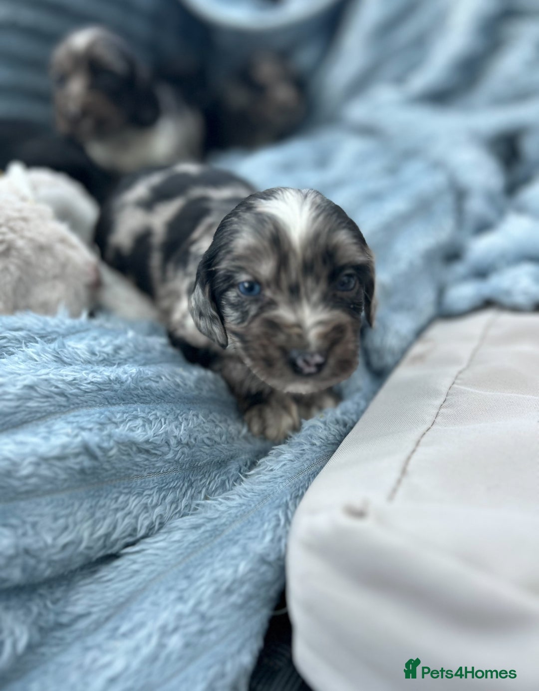 Cocker Spaniel dogs for sale: Stunning and unique puppies, DNA health tested - Advert 4
