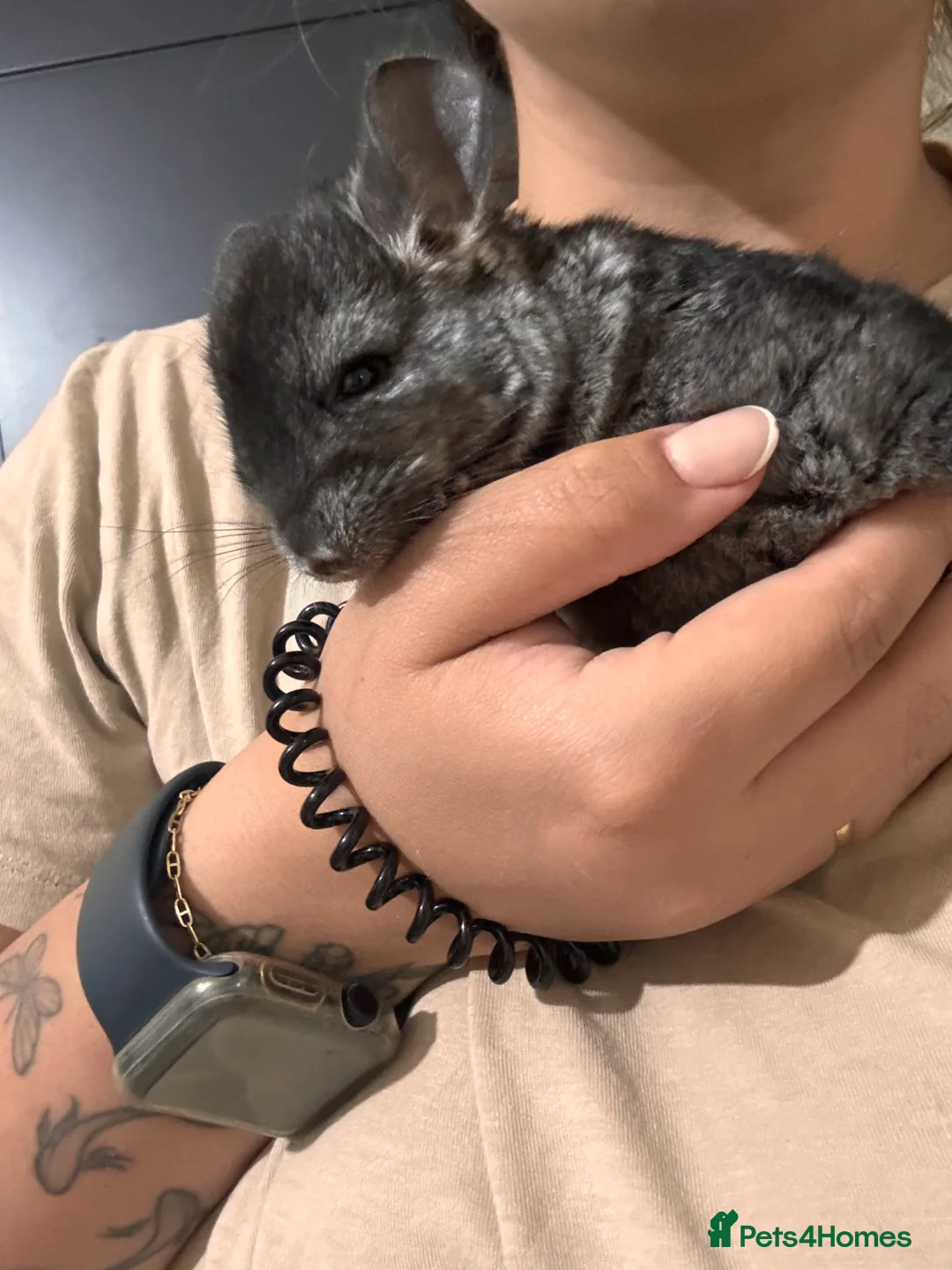 Chinchilla rodents for sale: Male baby chinchilla for sale  - Advert 2