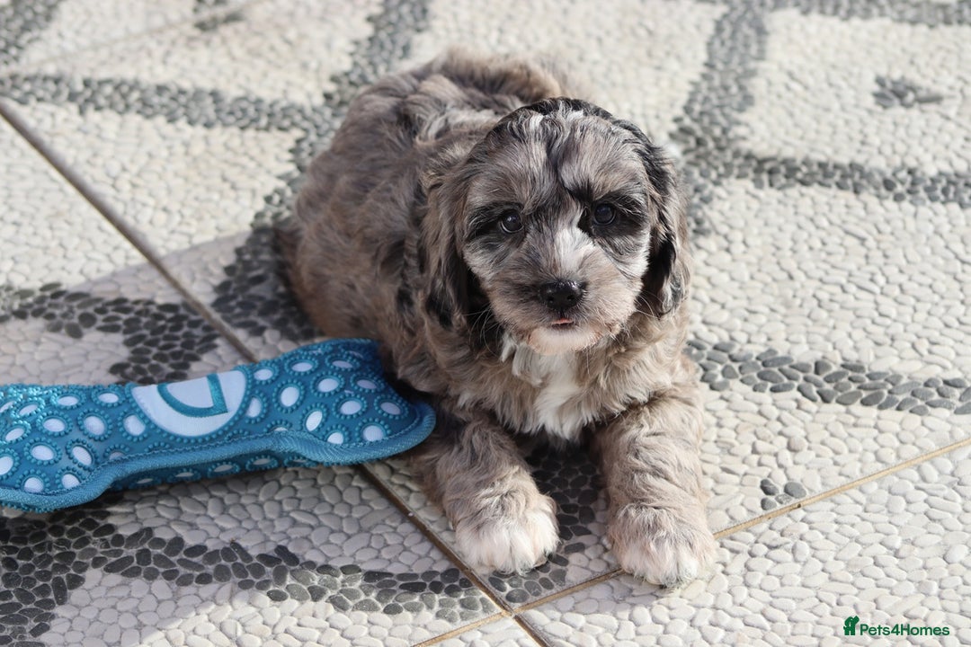 Cavapoo dogs for sale: F1 Cavapoo puppies for sale - Image 35