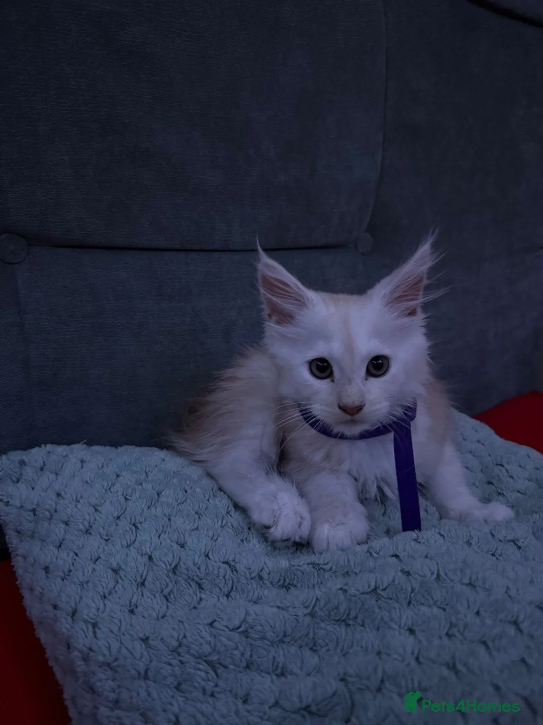 Maine Coon cats for sale: TICA registered purebred Maine Coon kittens - Advert 20