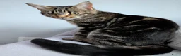 Mixed Breed cats for sale: Mixed Maine Coon Kittens  - Advert 1