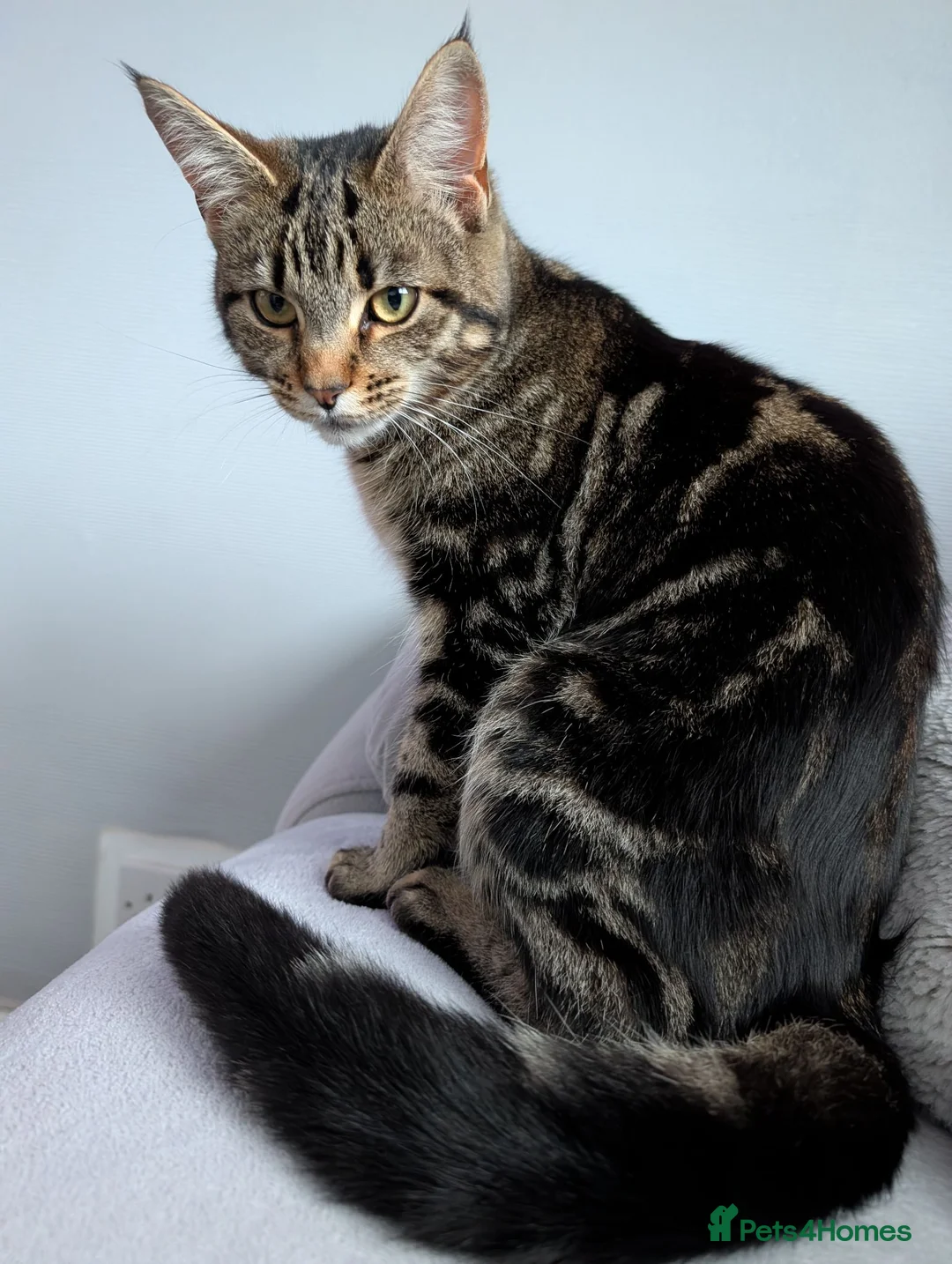 Mixed Breed cats for sale: Mixed Maine Coon Kittens  - Advert 1