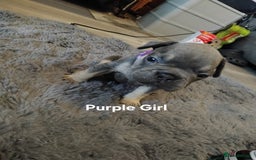French Bulldog dogs for sale: Beautiful chunky Frenchies - Image 15