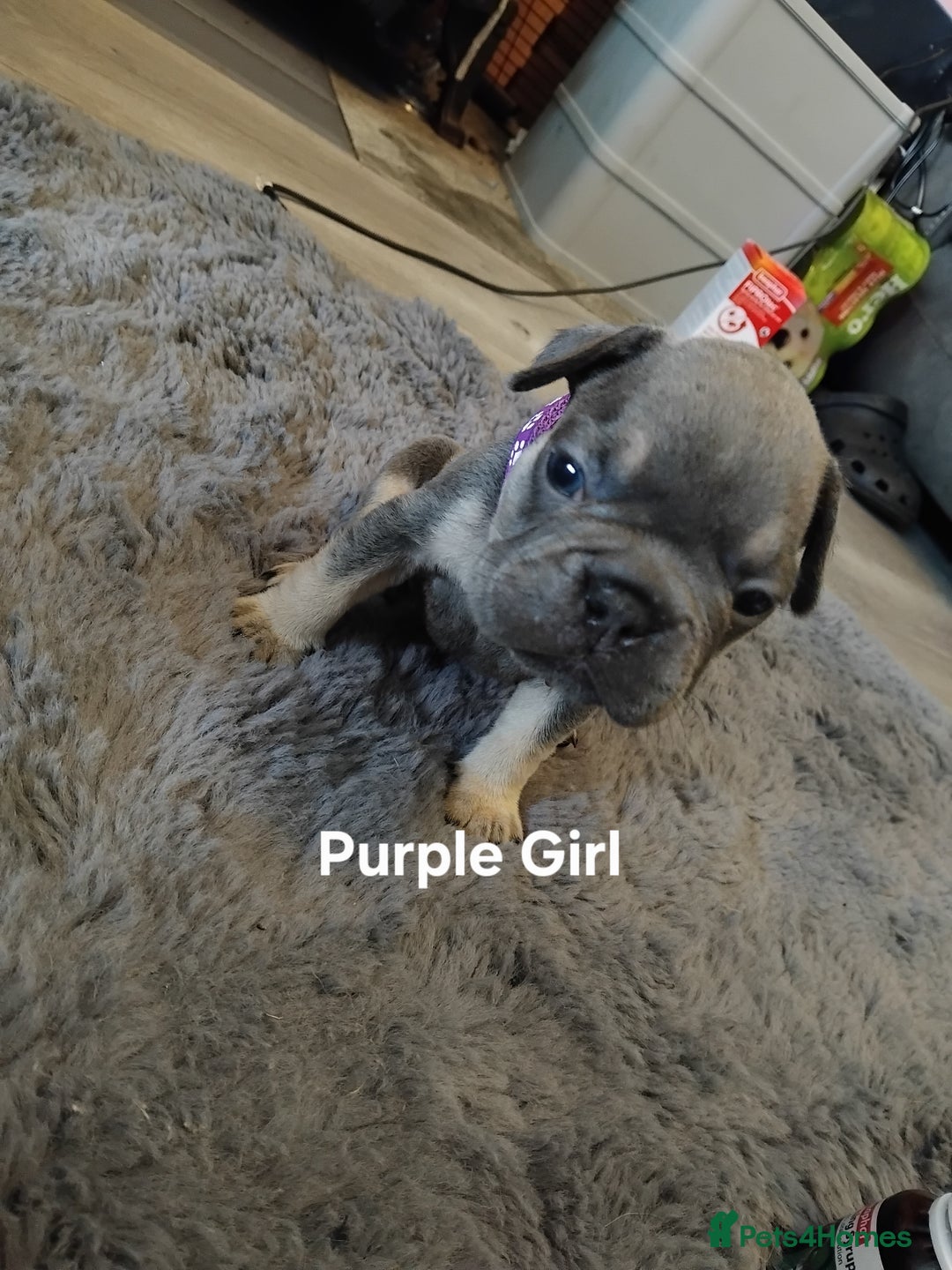 French Bulldog dogs for sale: Beautiful chunky Frenchies - Image 15