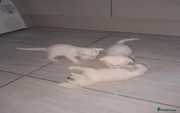 American Shorthair cats for sale: Whit kittens for sale  - Image 9