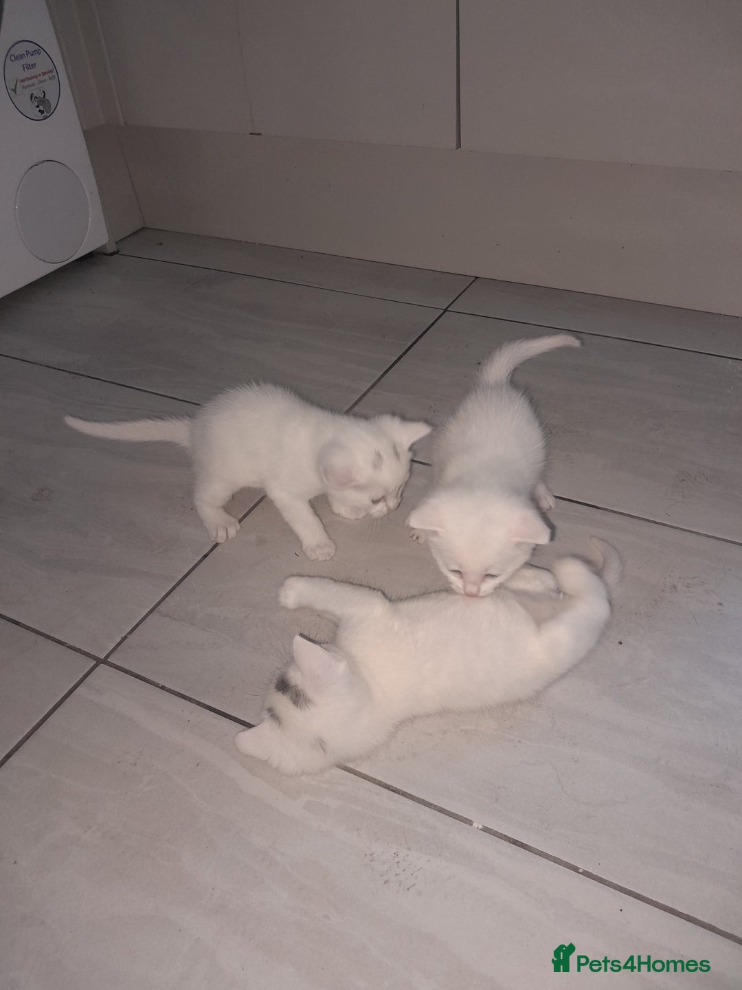 American Shorthair cats for sale: Whit kittens for sale  - Image 9
