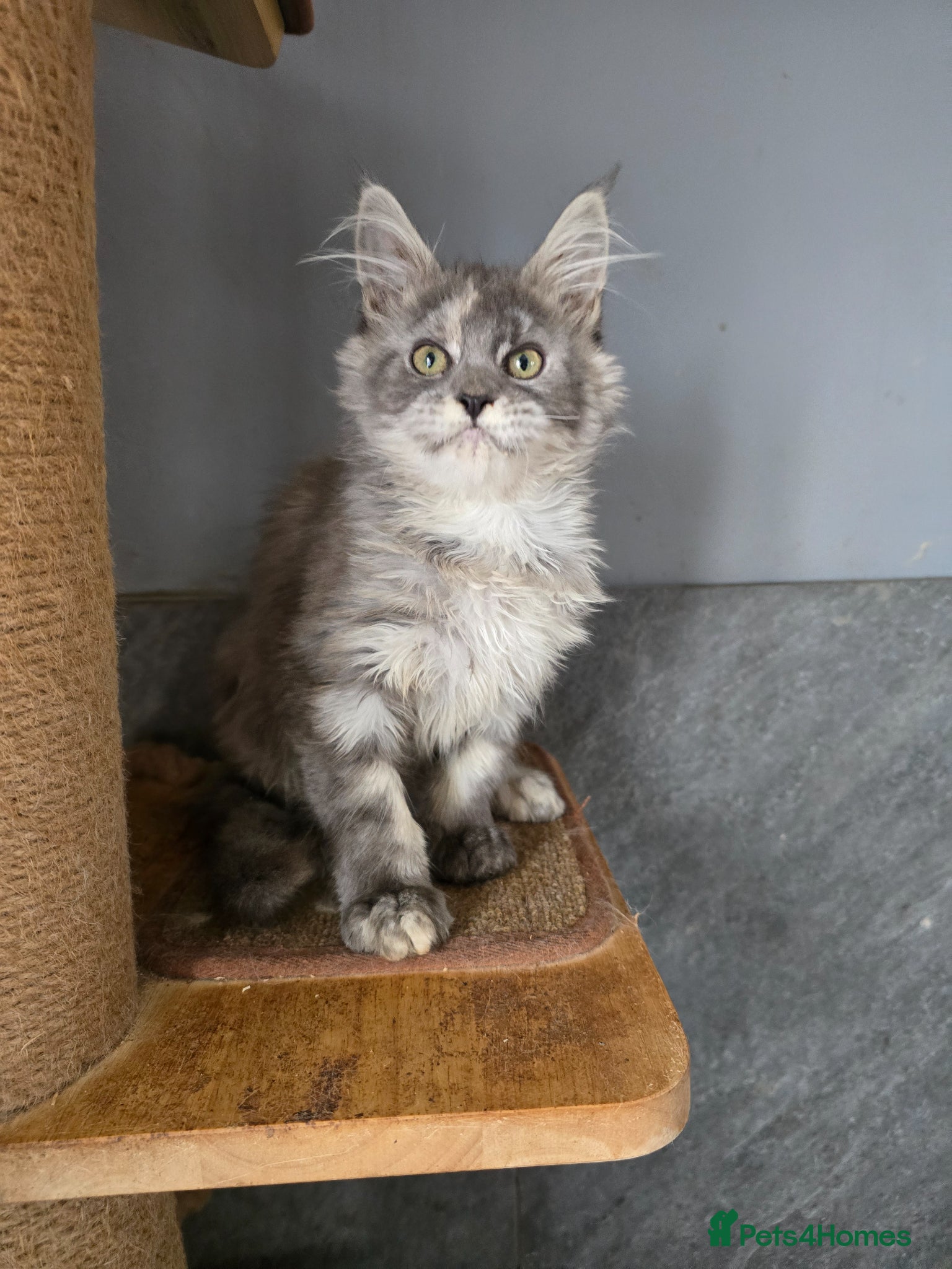 Maine Coon cats Last Girl MaineCoon Tica Registred  - Advert 15