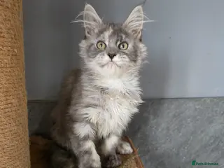 Maine Coon cats Last Girl MaineCoon Tica Registred - Advert 15