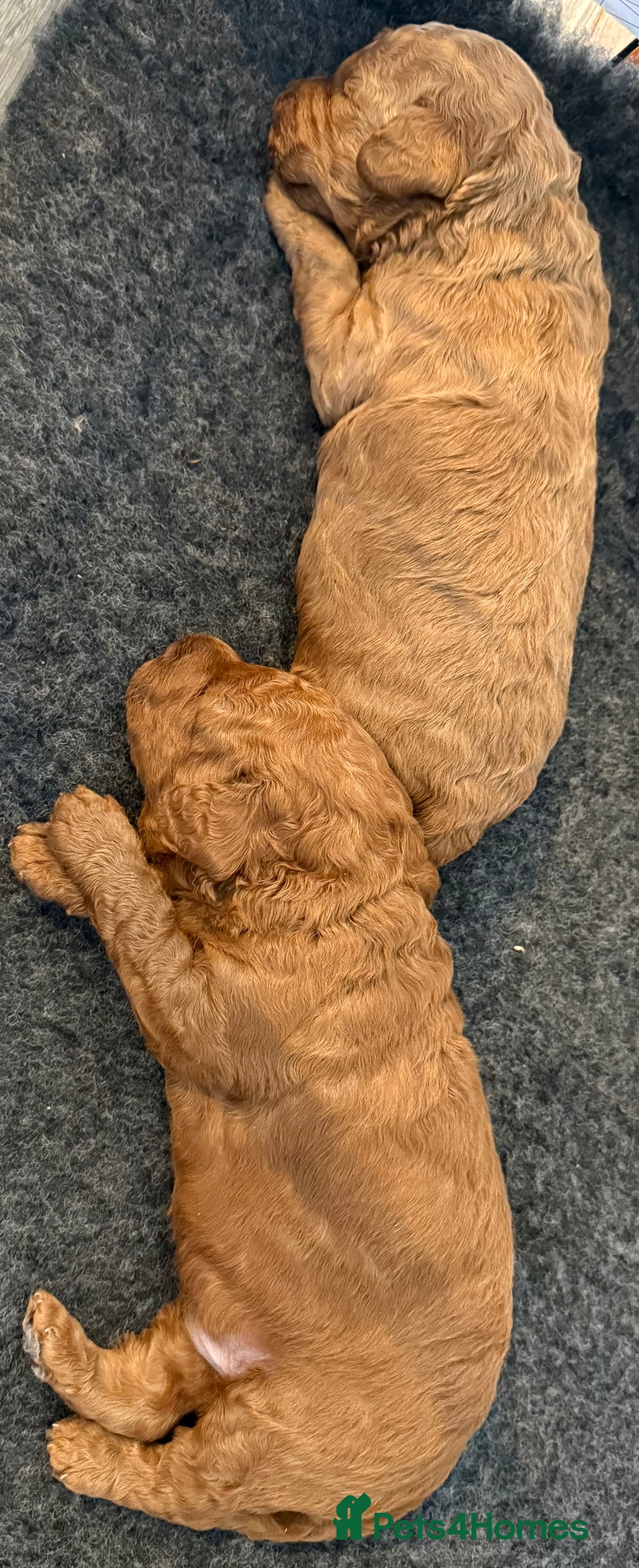 Cockapoo dogs for sale: Beautiful F1B Cockapoo Boys **1 Boy Now Reserved** - Image 12