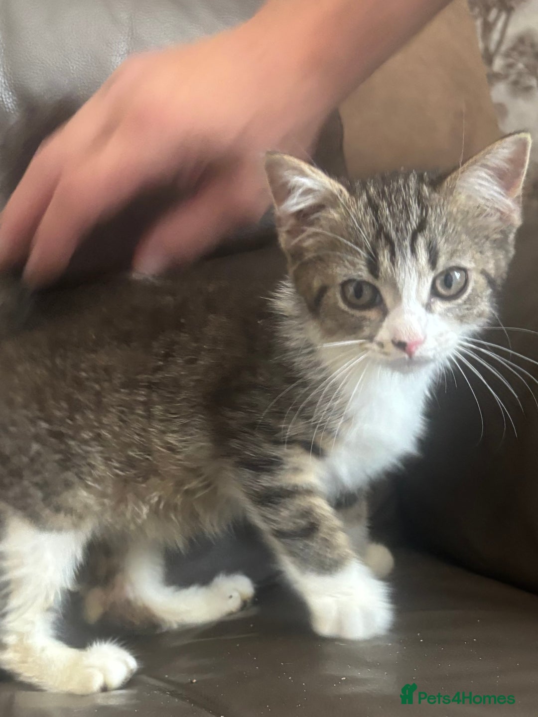 Mixed Breed cats for sale: Maincoon x Scottish fold  - Image 10