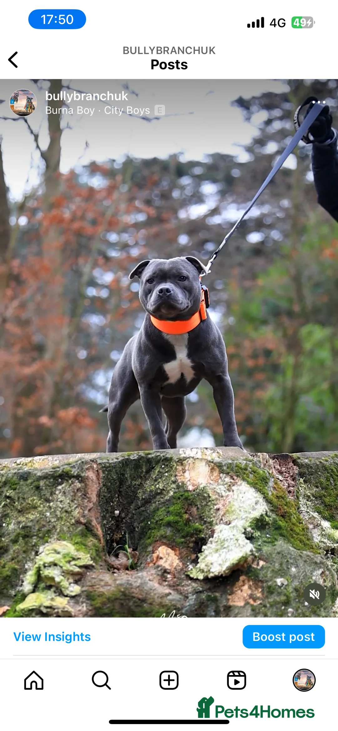 Staffordshire Bull Terrier dogs for stud: NARCOS! THE U.K’s FINEST STAFFY AVAILABLE NOW! in Nottingham - Advert 16