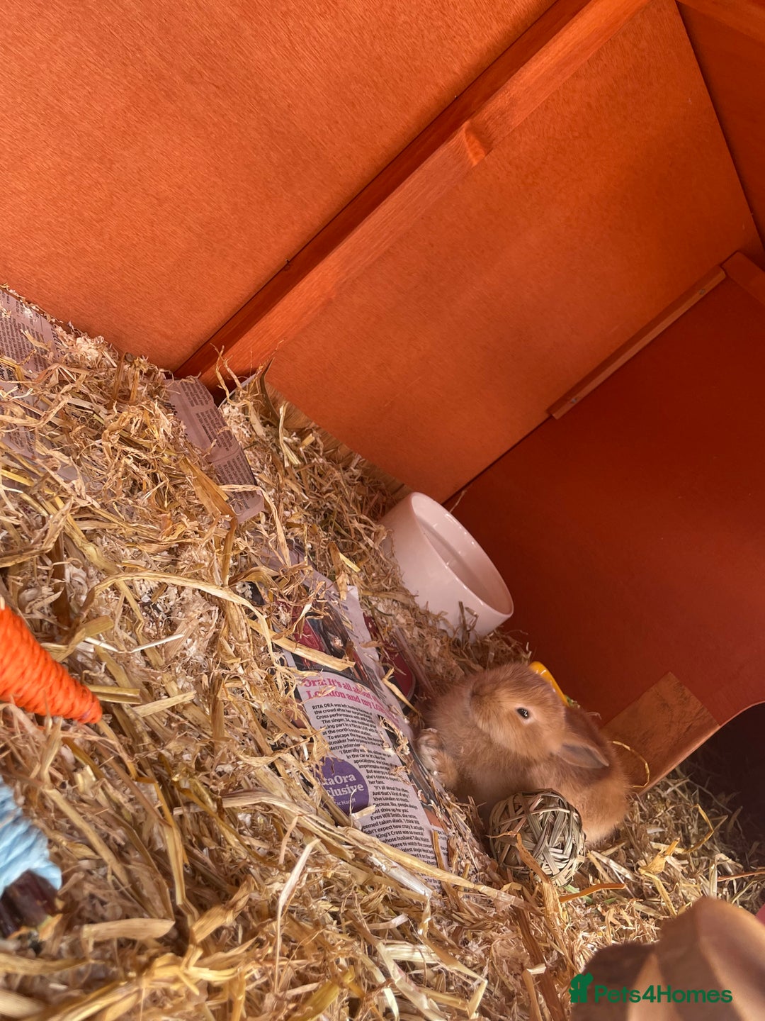 Mixed Breed rabbits for sale: 2 female bunny’s for sale 8 weeks old  - Image 6