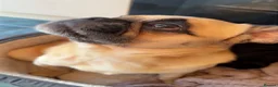Pug dogs for sale: Male pug - Advert 4