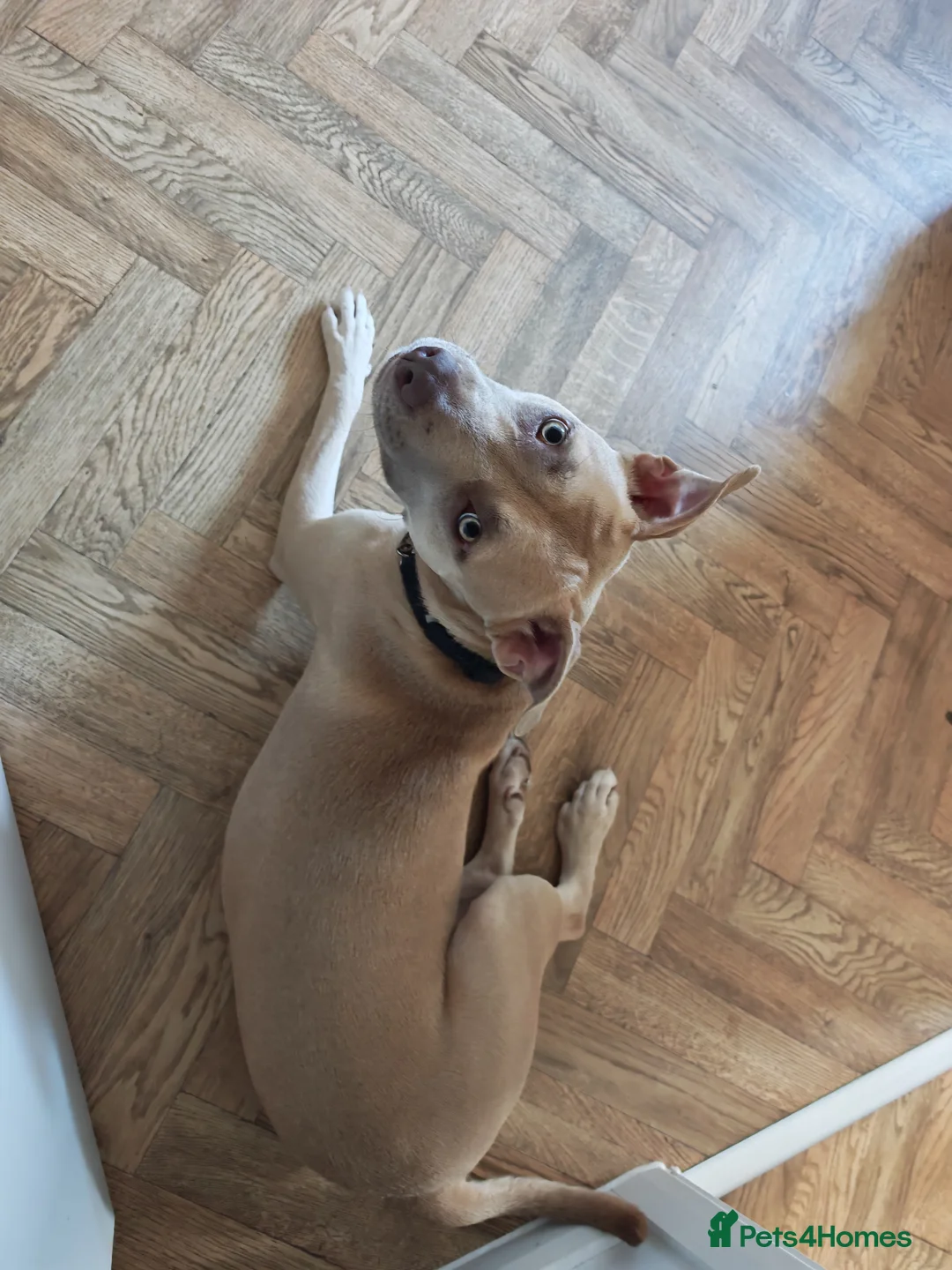 American Bulldog dogs for sale: American bulldog  in Wellingborough - Advert 2