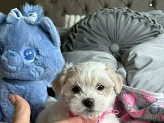 Maltese dogs 🩷 Ready, house trained Gorgeous Korean Maltese 🩷 - Advert 4