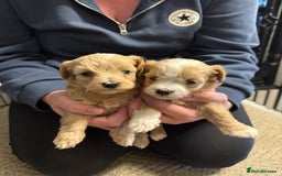 Maltipoo dogs for sale: Teddy bear maltipoo puppies  - Image 5