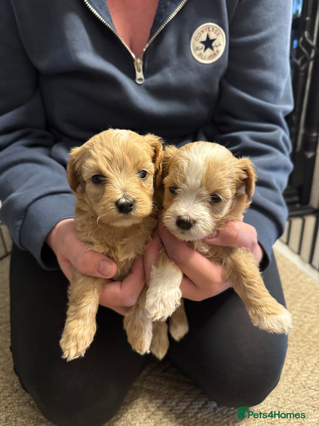 Maltipoo dogs for sale: Teddy bear maltipoo puppies  - Image 5