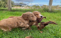 Cockapoo dogs for sale: 🌟Golden Cockapoos🌟 - Image 12