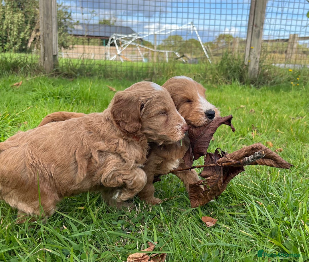 Cockapoo dogs for sale: 🌟Golden Cockapoos🌟 - Image 12