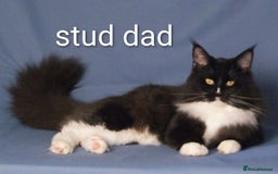 Mixed Breed cats for sale: Maine coon cross kittens ready now 🩵 - Image 9