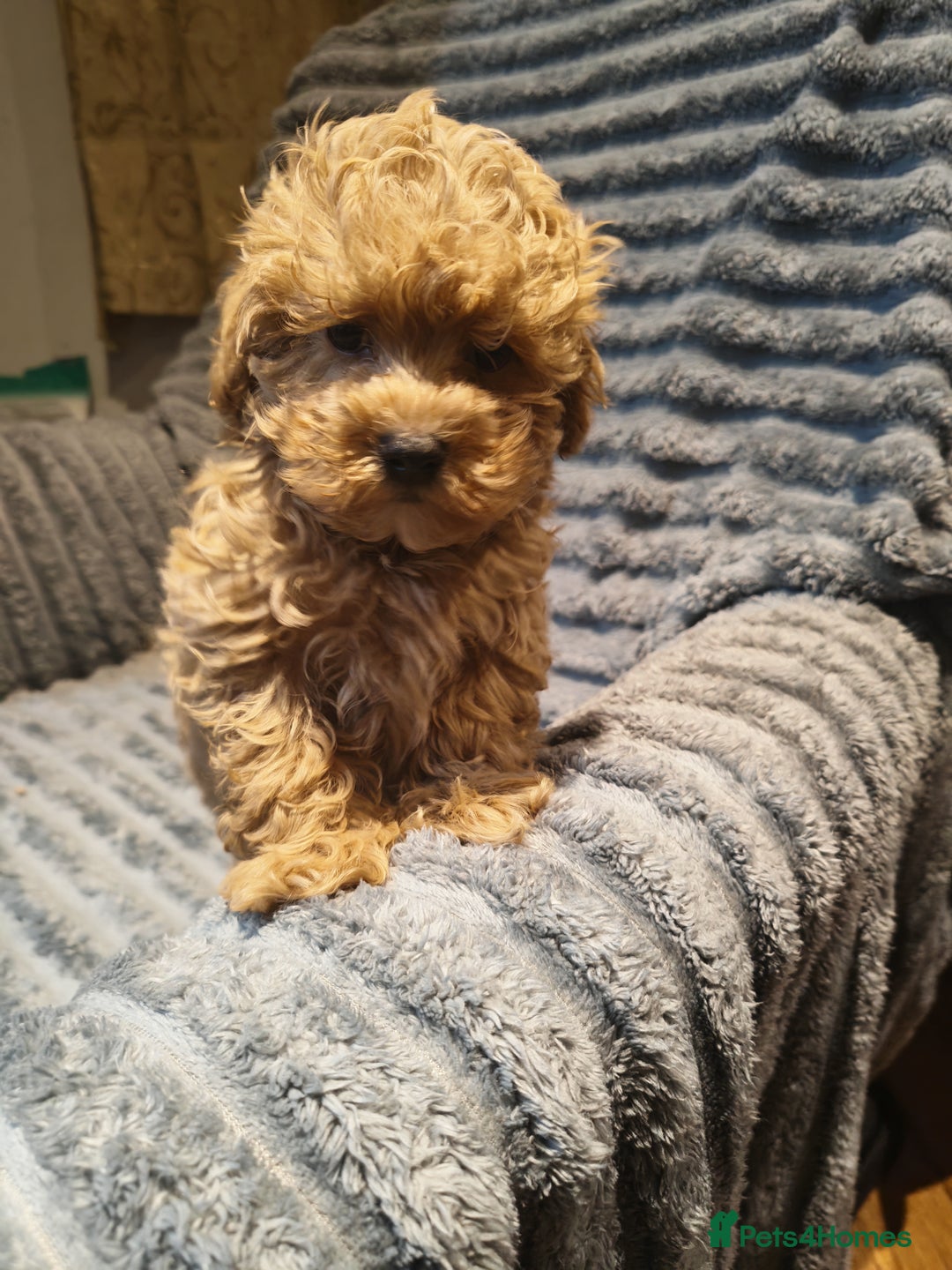Maltipoo dogs for sale: Toy Maltipoo Ready to go - Image 8
