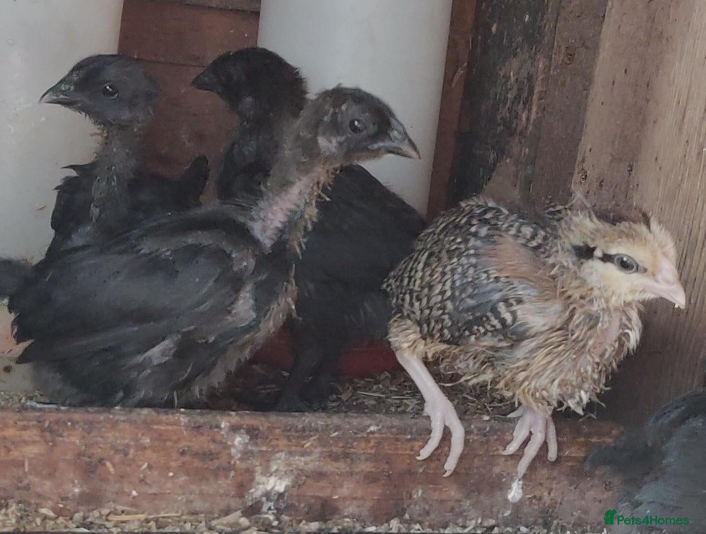 Chickens poultry Newborn chicks for sale in London  - Advert 1