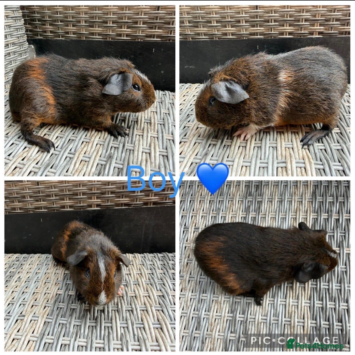 Guinea Pig rodents 7 Male & 6 Female piggies looking for new laps - Advert 2