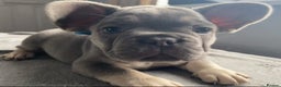 French Bulldog dogs for sale: Fluffy carrier French bulldogs - Advert 6