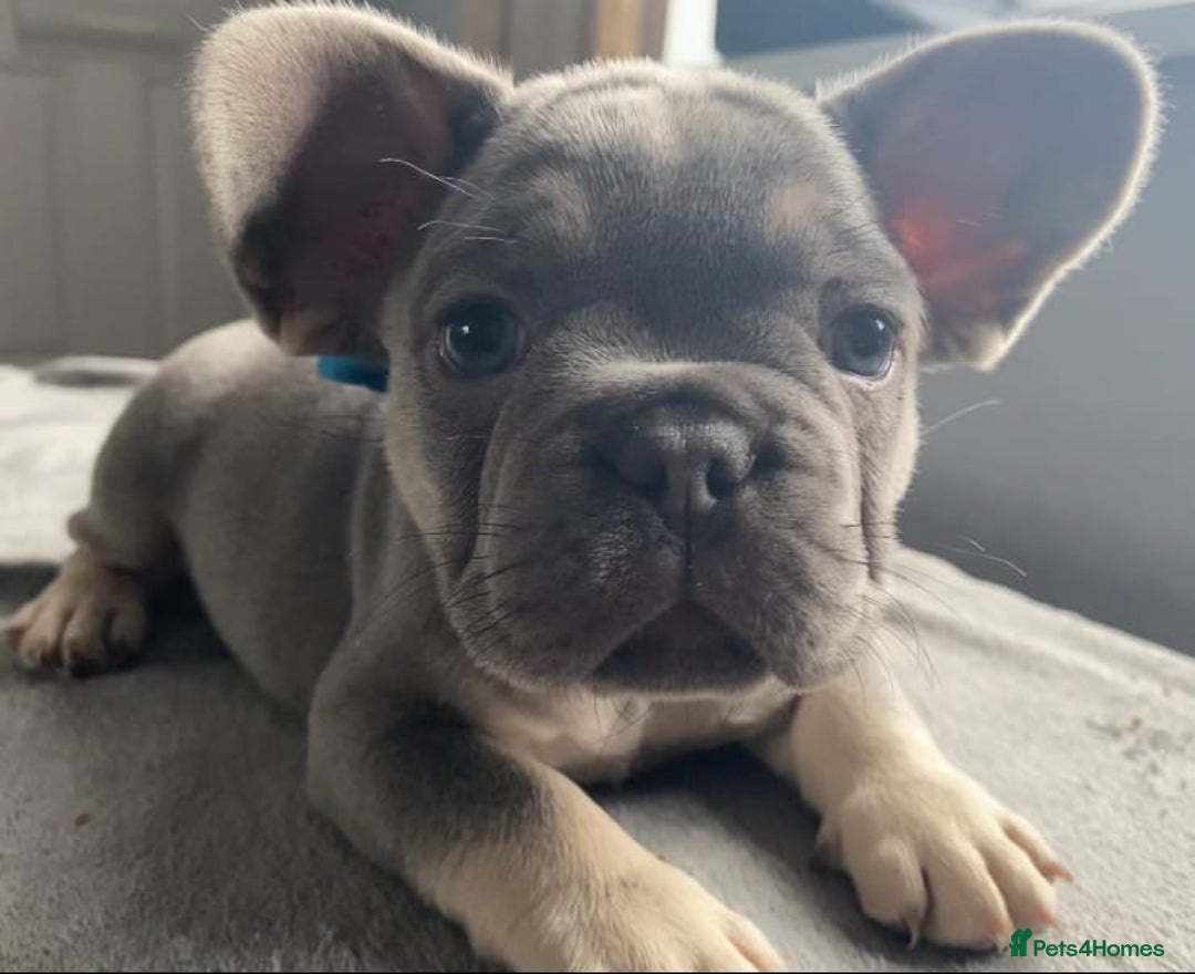 French Bulldog dogs for sale: Fluffy carrier French bulldogs - Advert 6
