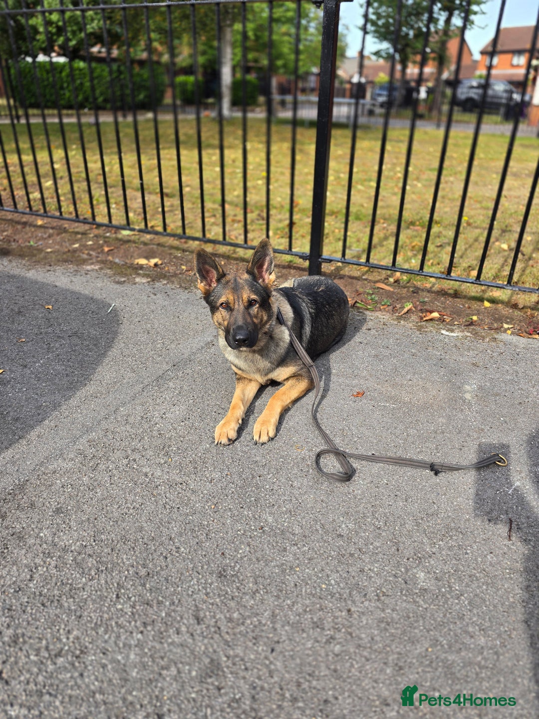 German Shepherd dogs for sale: Guard dog  - Advert 3