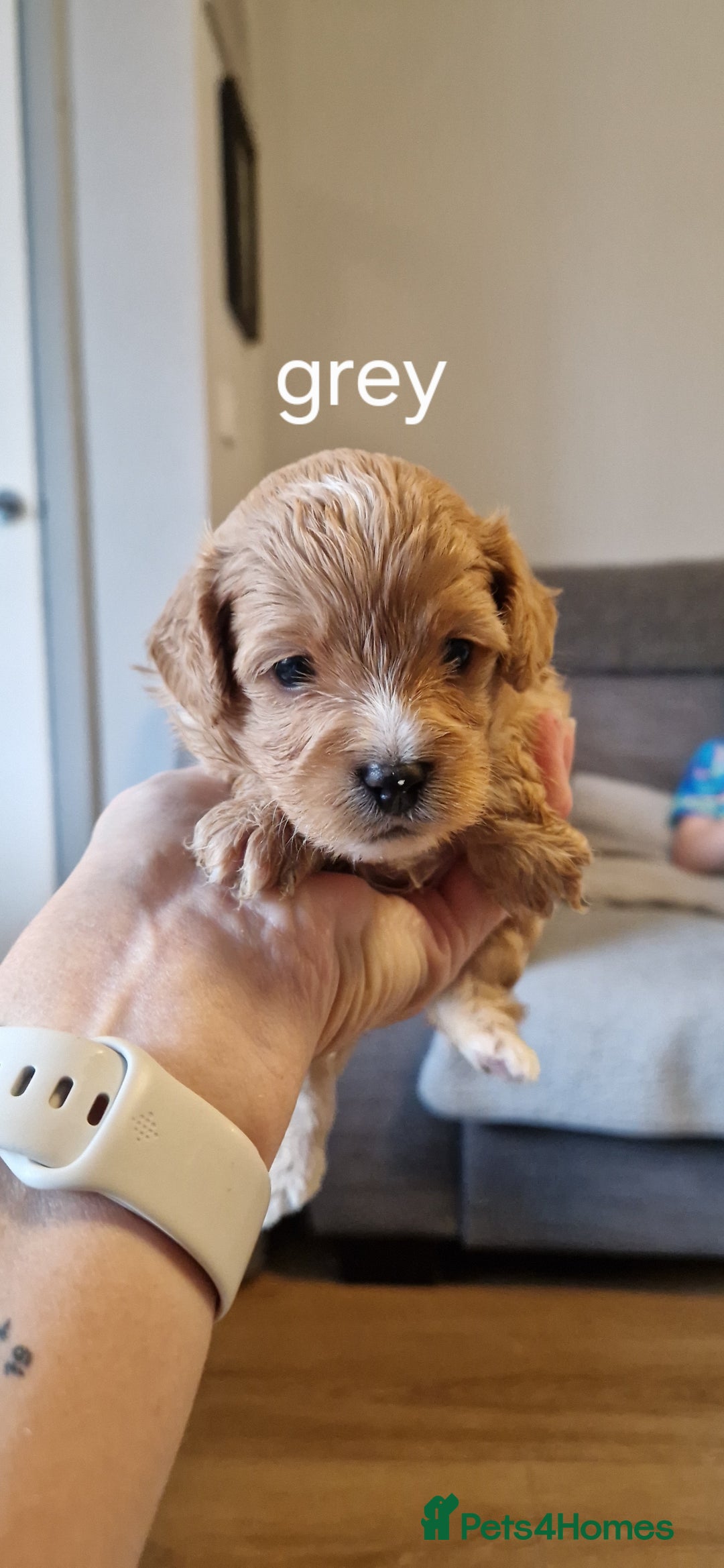 Cavapoo dogs for sale: Beautiful cavapoo puppies - Image 5