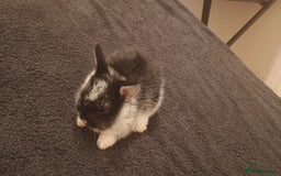 Rex rabbits for sale: 8 week old half mini lop half mini rex - Image 6