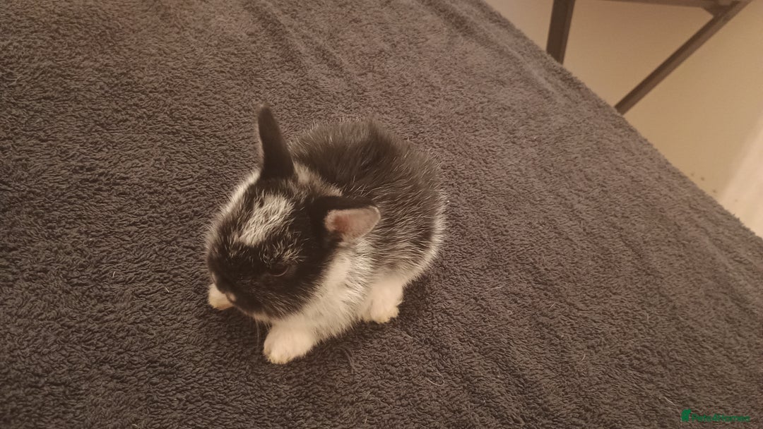 Rex rabbits for sale: 8 week old half mini lop half mini rex - Image 6
