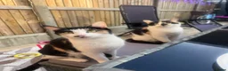 Mixed Breed cats for sale: Baby girl kittens - Advert 16