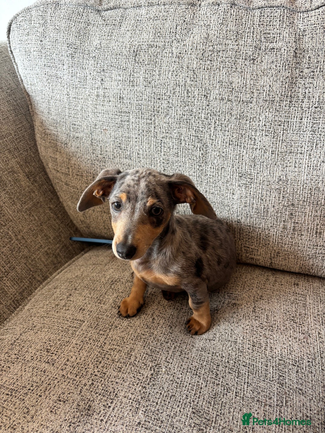 Miniature Dachshund dogs for sale: Miniature dachshund - Image 4
