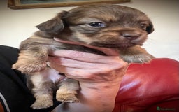 Miniature Dachshund dogs for sale: Stunning full pedigree Miniature Dachshunds  - Image 35