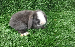 Mini Lop rabbits for sale: 4 beautiful girls baby rabbitdls - Image 3