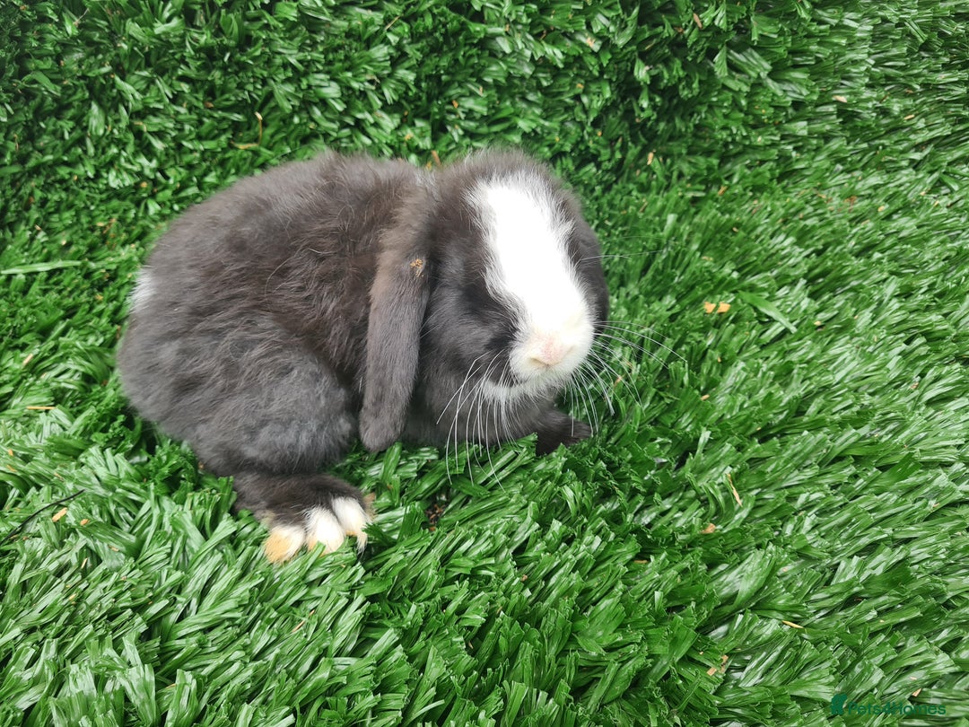 Mini Lop rabbits for sale: 4 beautiful girls baby rabbitdls - Image 3