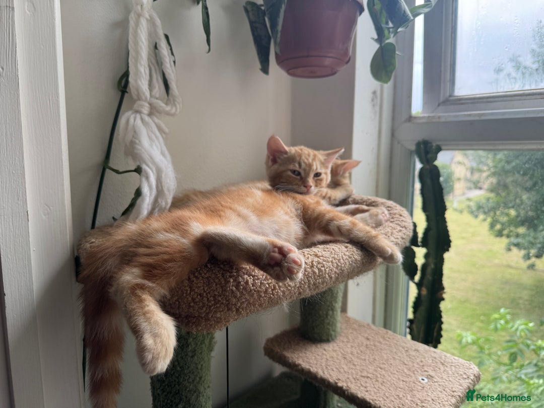 Mixed Breed cats for sale: 2 gorgeous tabby ginger boys  - Image 5