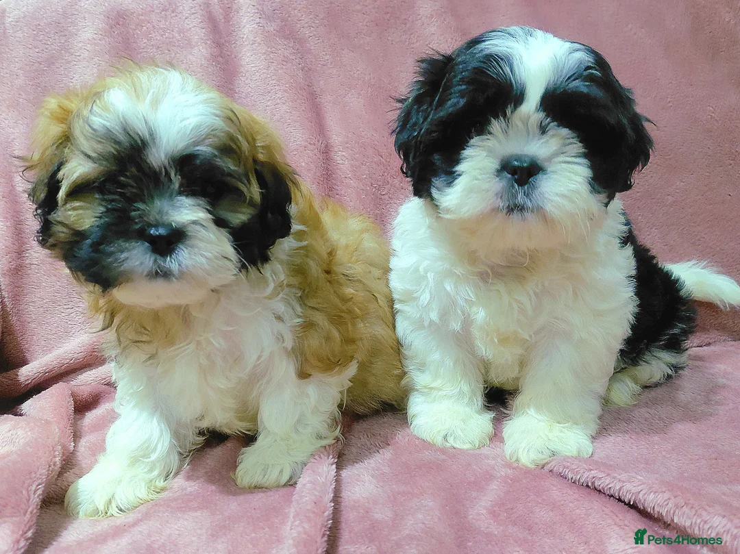 Shih Tzu dogs for sale: Shih tzu  in Downpatrick - Advert 2