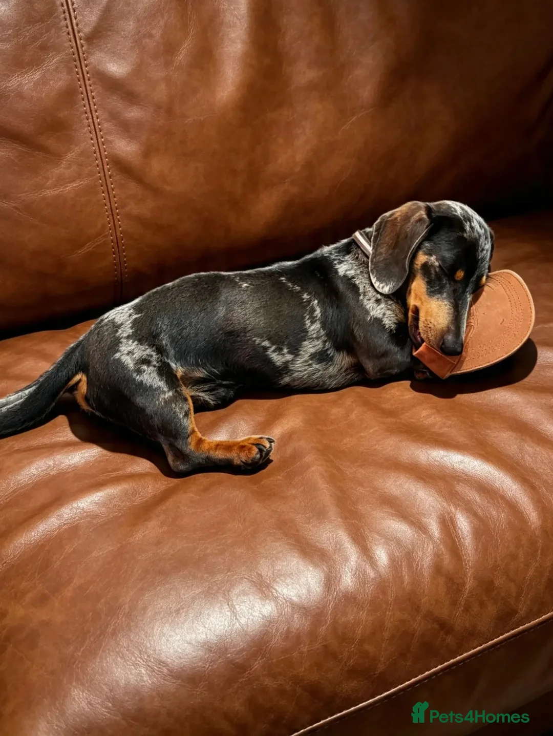Miniature Dachshund dogs for stud: Paddington (RED APPLE SCENT) in Southampton - Advert 2